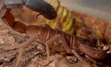 Worth the sting: Venom of Cuba's blue scorpion a painkiller, suggests study blue scorpian , cuban