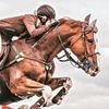 Hriday to enter individual dressage final, Anush, Divyakriti make the cut