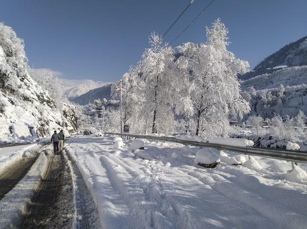 Trees covered with snow following heavy snowfall, in Manali Trees covered with snow following heavy snowfall, in Manali