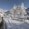 Trees covered with snow following heavy snowfall, in Manali
