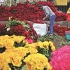 Ferns N Petals to expand operations into Qatar, Saudi Arabia and Indonesia
