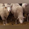 India's first gene-edited sheep developed in Kashmir agricultural varsity sheeps