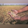 Rabi crops, agriculture Rabi crops, agriculture