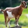 Goat