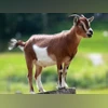 AI app to help goat farmers get fair price with weight estimates