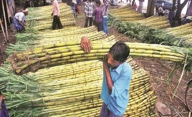 Govt issues revised order to allow use of sugarcane juice to make ethanol Sugar, sugarcane