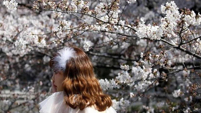 People look at cherry blossoms in almost full bloom in Tokyo, Japan People look at cherry blossoms in almost full bloom in Tokyo, Japan