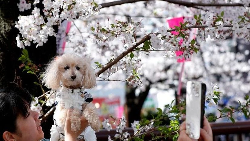 People look at cherry blossoms in almost full bloom in Tokyo, Japan People look at cherry blossoms in almost full bloom in Tokyo, Japan