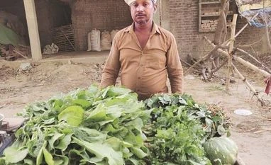 Stray bovine on the fields, Jaunpur farmers fight a cattle battle vegetable vendor