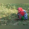 Limit chemical fertiliser use, promote organic farming: Ramnath Thakur | Agriculture A lady farmer raising a crop of onions using organic farming techniques in which the soil is regarded as a living being, and the organic matter used contributed to a healthy environment, allowing the essential micro-organisms to do their work