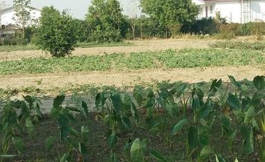 Rajasthan govt to boost organic farming, provide subsidies to farmers Organic Farm