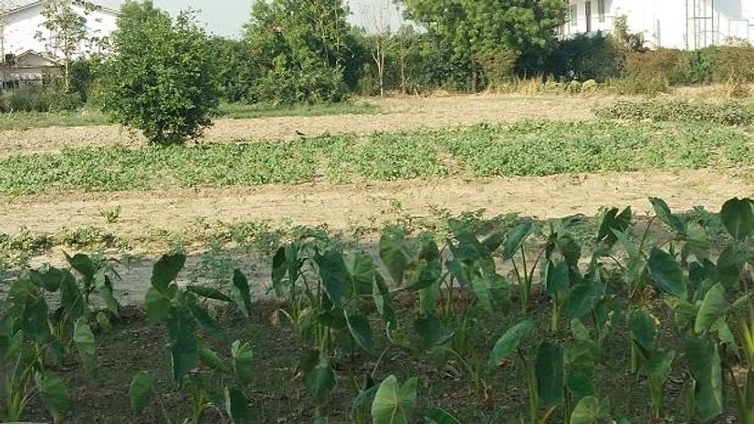 Organic Farm One look at a farm and you know whether it’s organic or conventional. Biological pest control, mixed cropping and the fostering of insect predators are encouraged in an organic farm