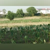 Organic Farm One look at a farm and you know whether it’s organic or conventional. Biological pest control, mixed cropping and the fostering of insect predators are encouraged in an organic farm