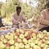 The apple farmer’s contention is that, owing to imported apples coming into the state, the home-grown fruit is losing its business