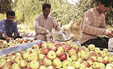 Govt to buy apples directly from J&K farmers, transfer money through DBT Apple