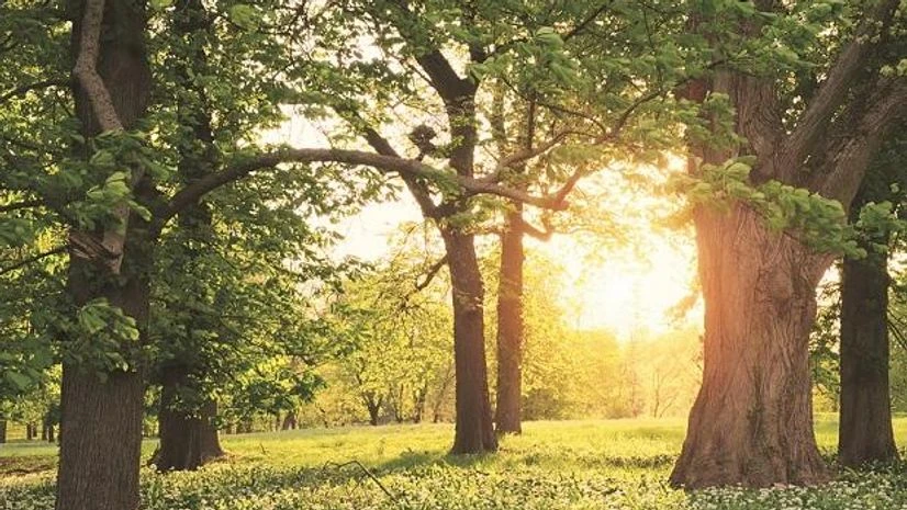 Forest, jungle, environment Forest, jungle, environment