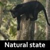 Wild Karnataka
