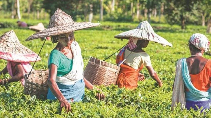 McLeod Russel McLeod Russel