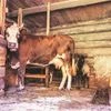 Cow, Animals