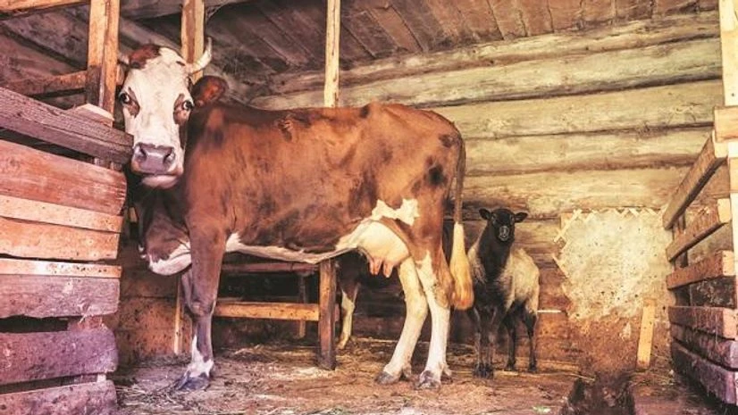 Cow, Animals Cow, Animals