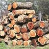 This Indian rosewood or shisham tree is dying and experts are baffled