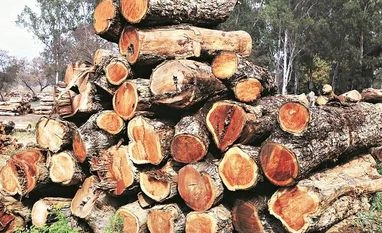 Shisham tree is dying, experts are baffled: Getting to the root of problem This Indian rosewood or shisham tree is dying and experts are baffled