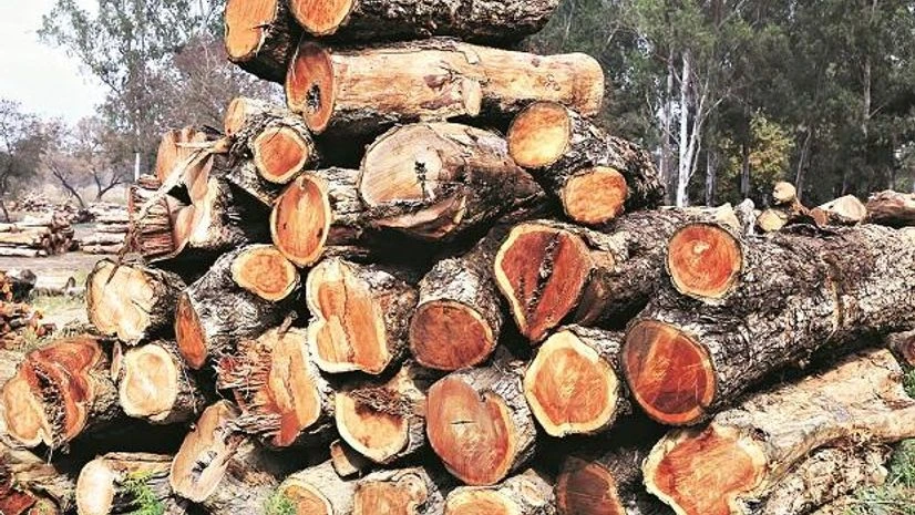 This Indian rosewood or shisham tree is dying and experts are baffled This Indian rosewood or shisham tree is dying and experts are baffled