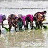 agriculture, farming