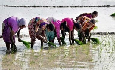 Govt to make labeling process of organic agricultural products simpler agriculture, farming