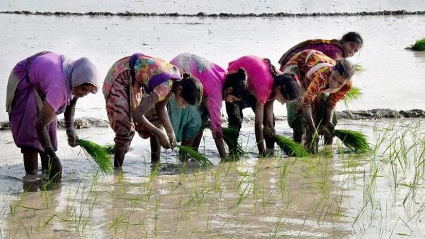 agriculture, farming agriculture, farming