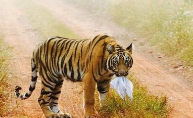 27 tigers to be relocated to Ranipur from Pilibhit Tiger Reserve tiger