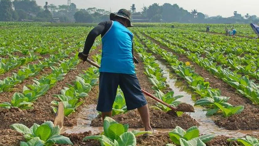 labour, labor labour, labor