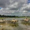 Six states, two crops show stress due to erratic rains: CRISIL Drip index