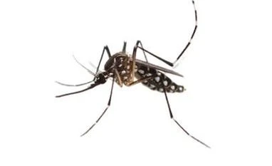 Delhi recorded 4,469 dengue cases; 9 deaths due to dengue in 2022: MCD mosquito