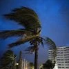 Strong winds move the palms of the palm trees at the first moment of the arrival of Hurricane Dorian in Freeport, Grand Bahama, Bahamas, Sunday Sept. 1, 2019. AP/PTI