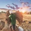 farmer, agriculture
