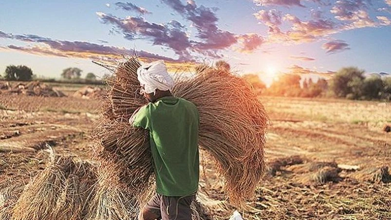 farmer, agriculture farmer, agriculture