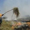 Ambala: A farmer burns paddy stubbles in a field in a village in Ambala district, Tuesday, Oct. 8, 2019. (PTI Photo) (