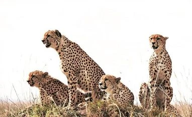 Cheetahs unlikely to pose threat to people near Kuno National Park: Study cheetah