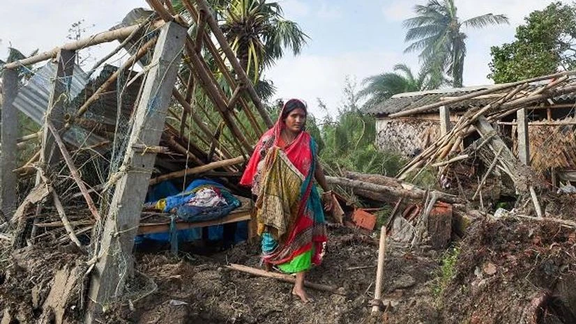 Cycolne bulbul Cycolne bulbul