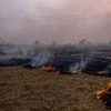 Stubble burning (Photo: Bloomberg)