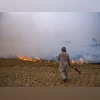 Punjab govt launches outreach to curb stubble burning, push green farming Credits: Bloomberg