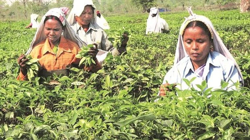 Bank moves NCLT to initiate insolvency proceedings against McLeod Russel Bank moves NCLT to initiate insolvency proceedings against McLeod Russel