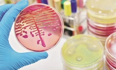 Pharma stocks rally; Nifty Pharma index surges 10%, Ipca Labs hits new high pharma