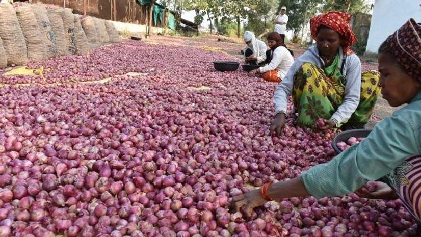 Onion (Photos by : Kamlesh Pednekar) Onion (Photos by : Kamlesh Pednekar)