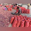 Besides Delhi, NCCF to sell subsidised onion at Rs 25/kg in other states Onion (Photos by : Kamlesh Pednekar)