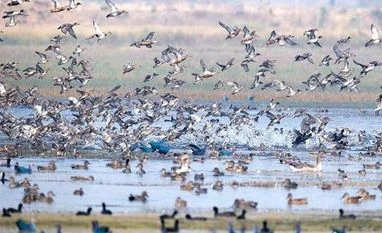 Over 80 migratory birds found dead in Jodhpur, Ranikhet disease suspected Birds