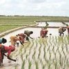 Farmers to earn 9% profit over lower kharif, higher rabi output: CRISIL