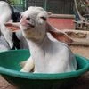 animal, sanctuary, NGO, Prani, Goat