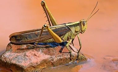 Climate change triggering global collapse in insect numbers, says study Locust, Pest, insect
